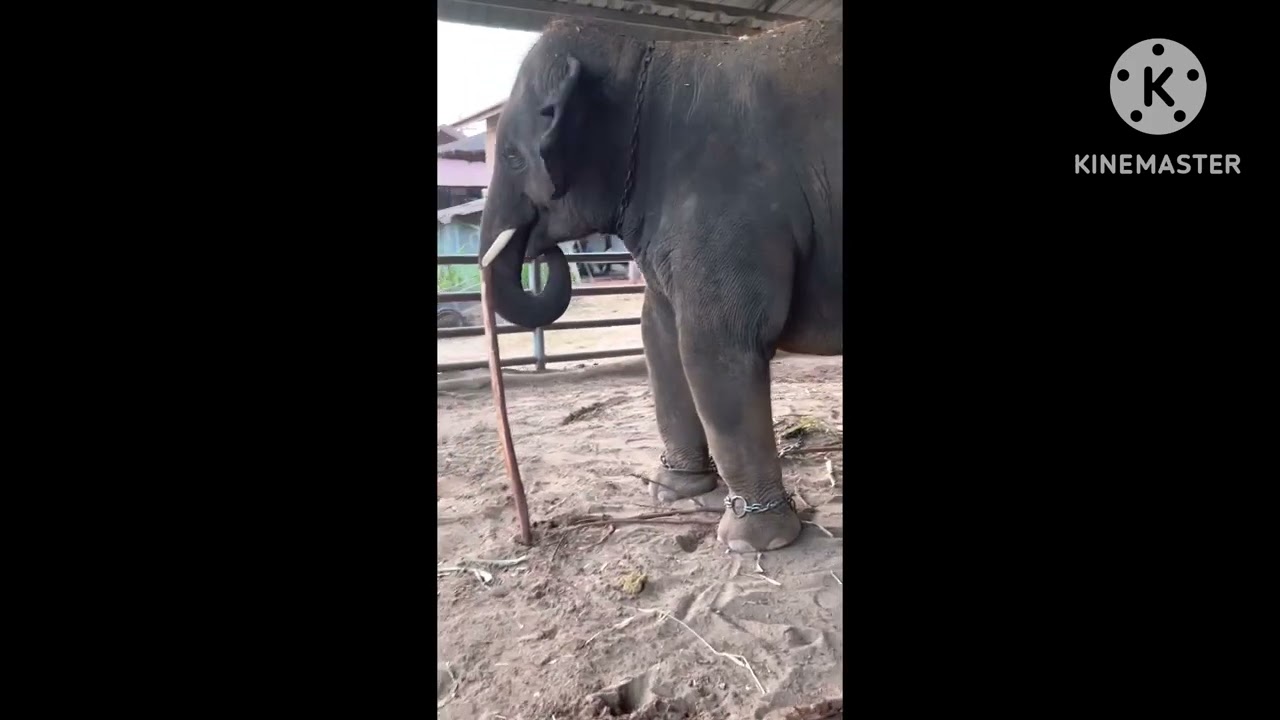 ความสามารถ🐘🐘‼️