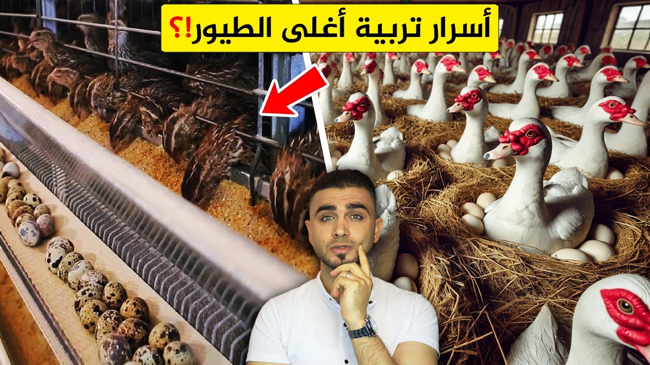 إذا ربيت هذه الطيور ستصبح مليونير 😱تربية السمان في البيت!؟ وطائر الفزن والشنار😍البط المسكوفي