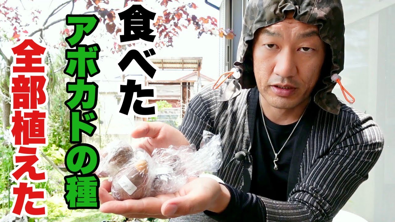 食べ残したアボカドの種はこうやって植える【園芸超人カーメン君】超人的植え方