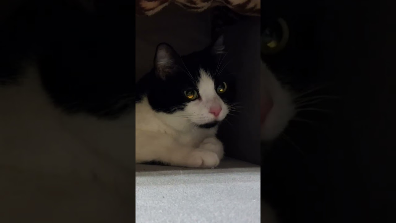 light reflects in her eyes in a mesmerizing way #cat #wow