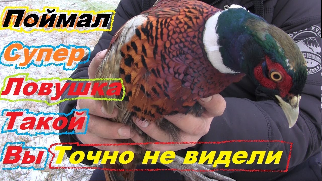 Как поймать Фазана // Самая простая и самая надежная ловушка // Фазан останется живой