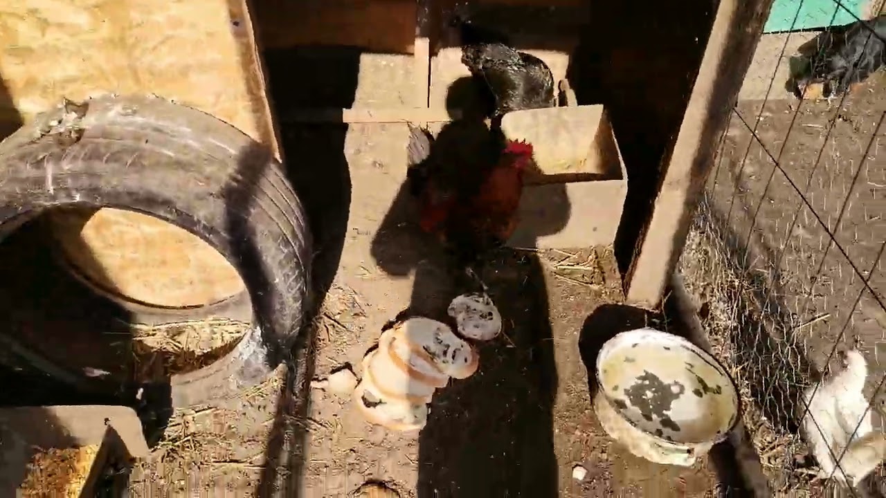 Câte găini am 👍