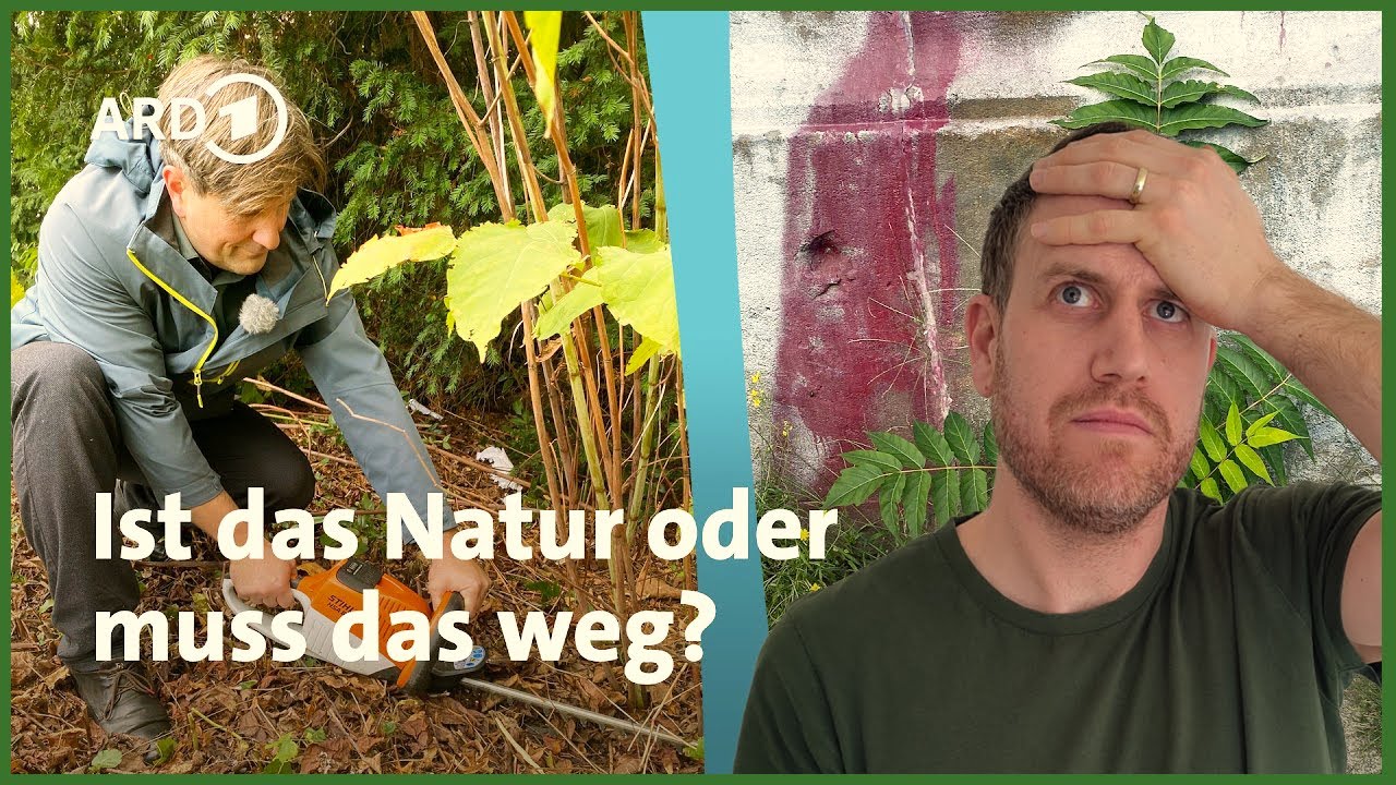 MDR über Neophyten – so viele Fehler, dass ich fast ausraste