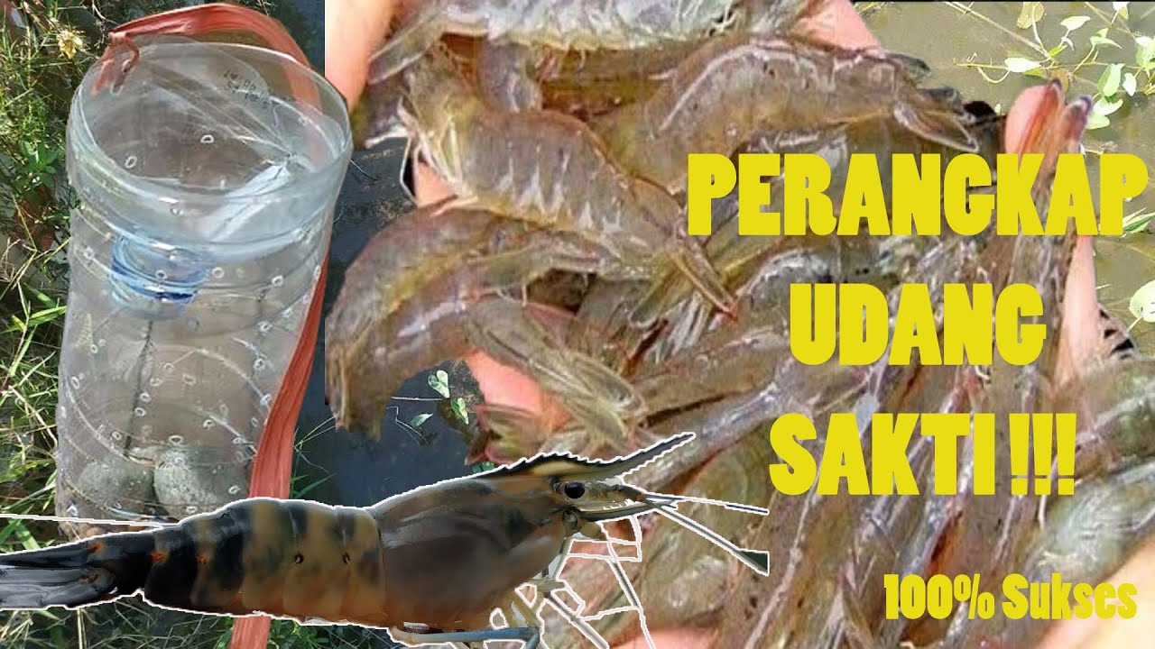 CARA MEMBUAT PERANGKAP UDANG || DIY || JITU 100%
