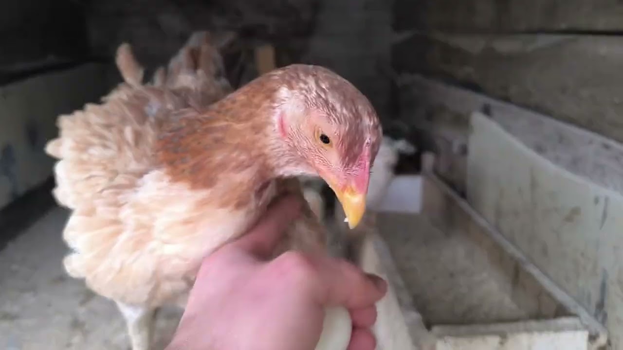 Yavruların Birinde Şerit Görünce Şerit Tedavisine Başladım.