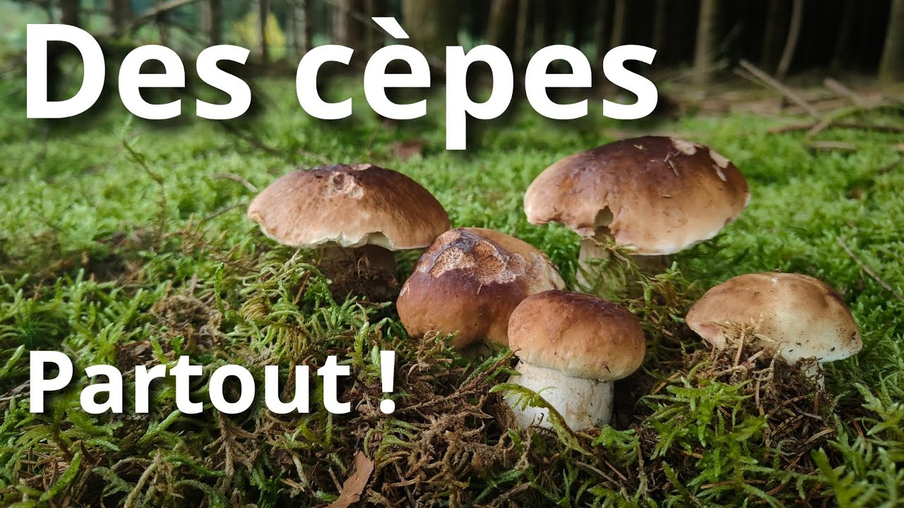 Des cèpes partout ! (c'est de la folie)