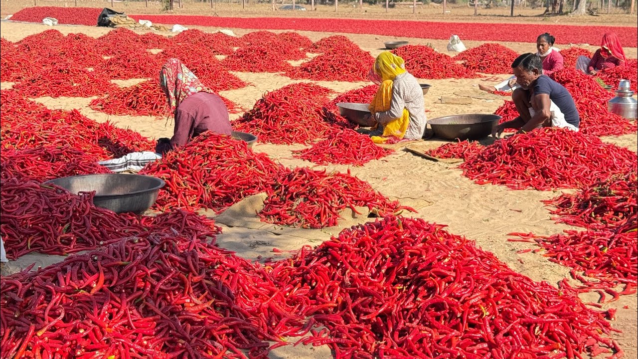 मथानिया की लुप्त होती मिर्च का स्वाद || क्यो नही बच पाया