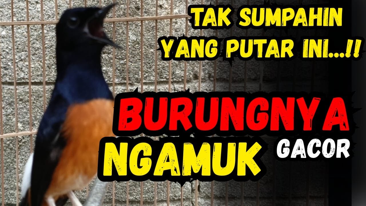 Murai Batu GACOR Full Isian sangat ampuh jadikan murai batu DIAM MENJADI cepat NYAUT  bunyi GACOR
