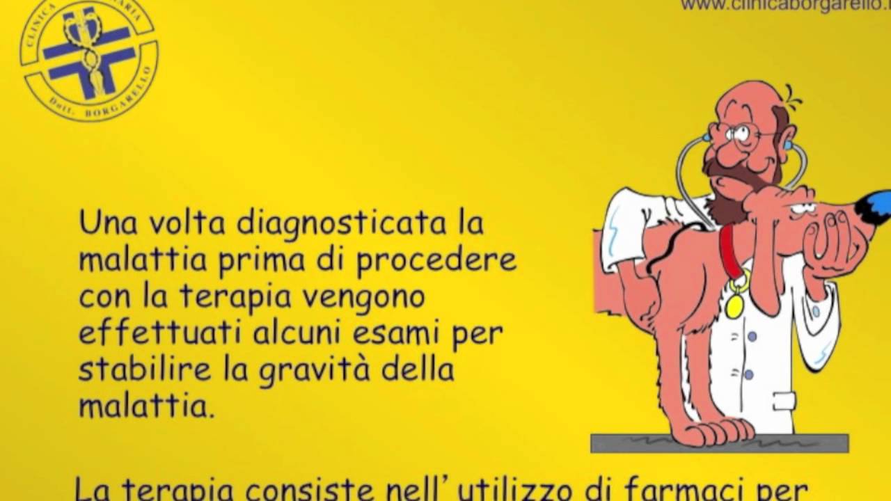 La filaria del cane