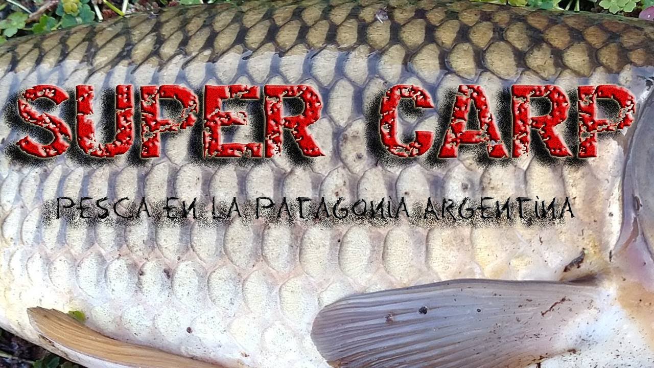 Carpas con mosca en patagonia argentina