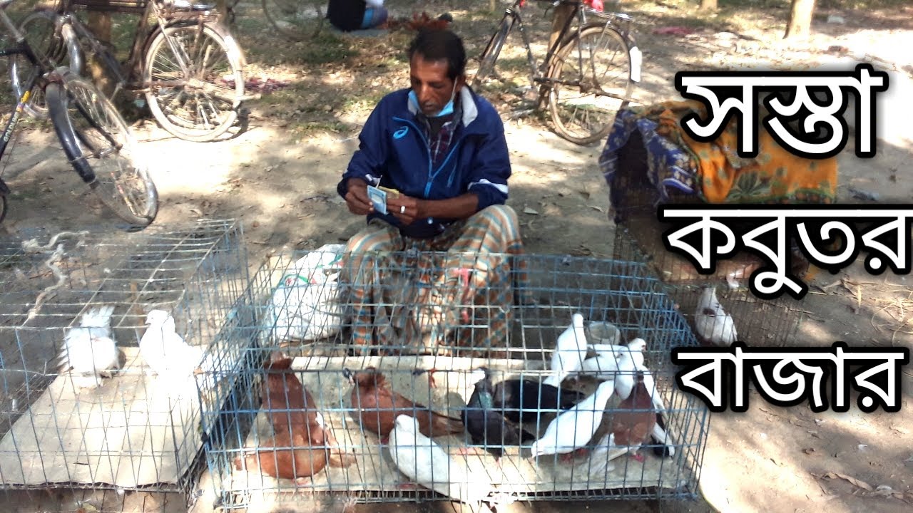 kobutor bazar.কবুতর বাজার। @amarbangladesh21