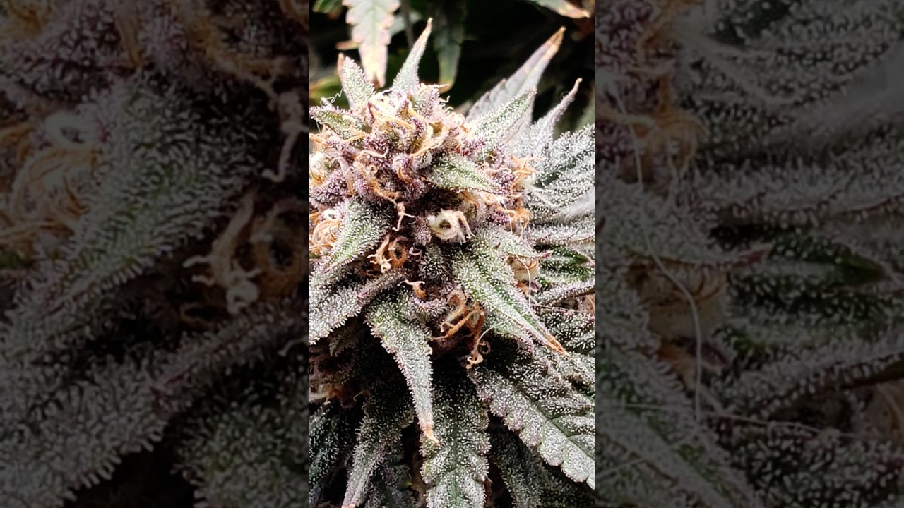 Start week 7 flower 🌼 #foxfarm #bushdoctor #frostafarian #humboldtseedcompany #squirt #humboltdream
