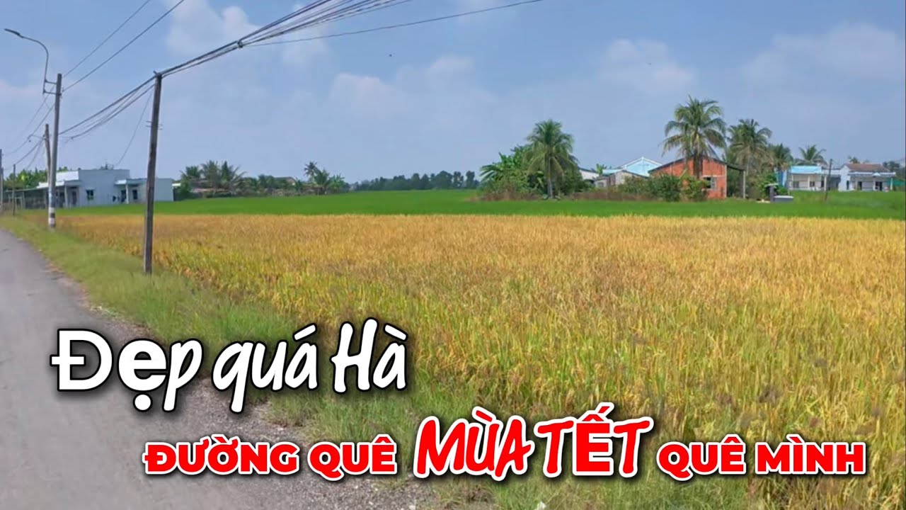 Vàng Đồng Lúa Tết | Nét Đẹp Đồng Quê  Hương Sắc Đủ Thứ Dọc Đường Mùa Cuối Năm.