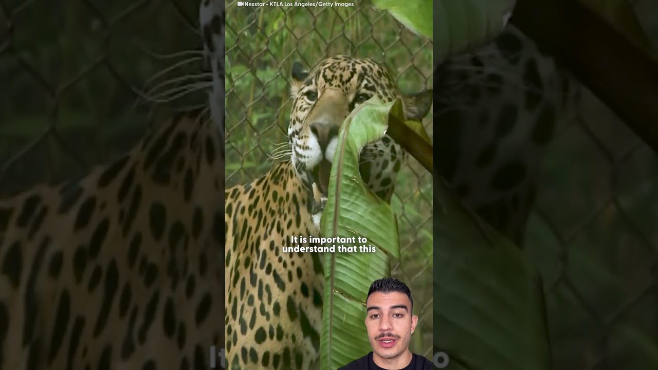 Спасатели вытащили раненого ягуара из реки Амазонки | Додо