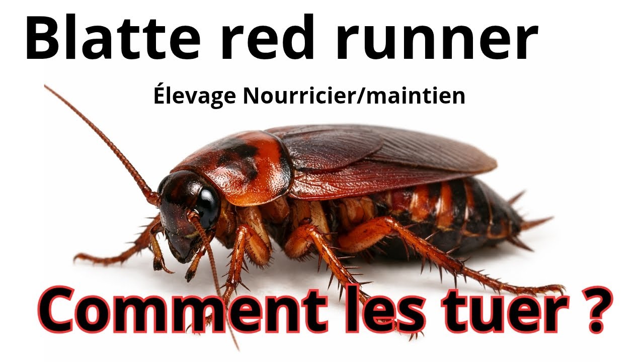 Comment élever des blattes nourricières (facile)
