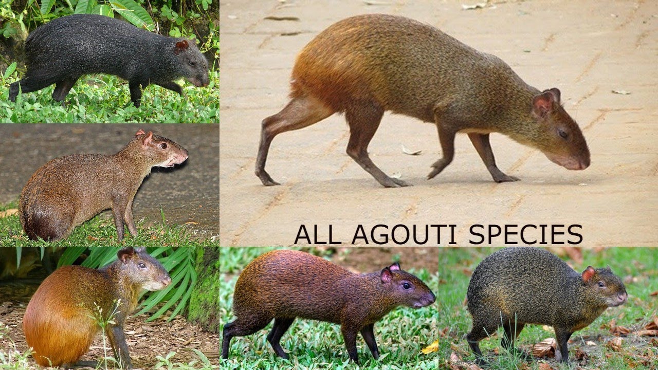 All Agouti Species / Complete list of Agouti species/types of Agouti