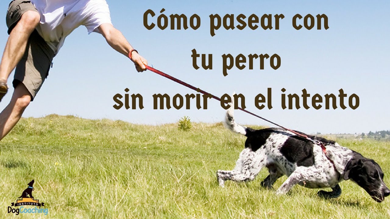 Cómo pasear con mi perro sin morir en el intento