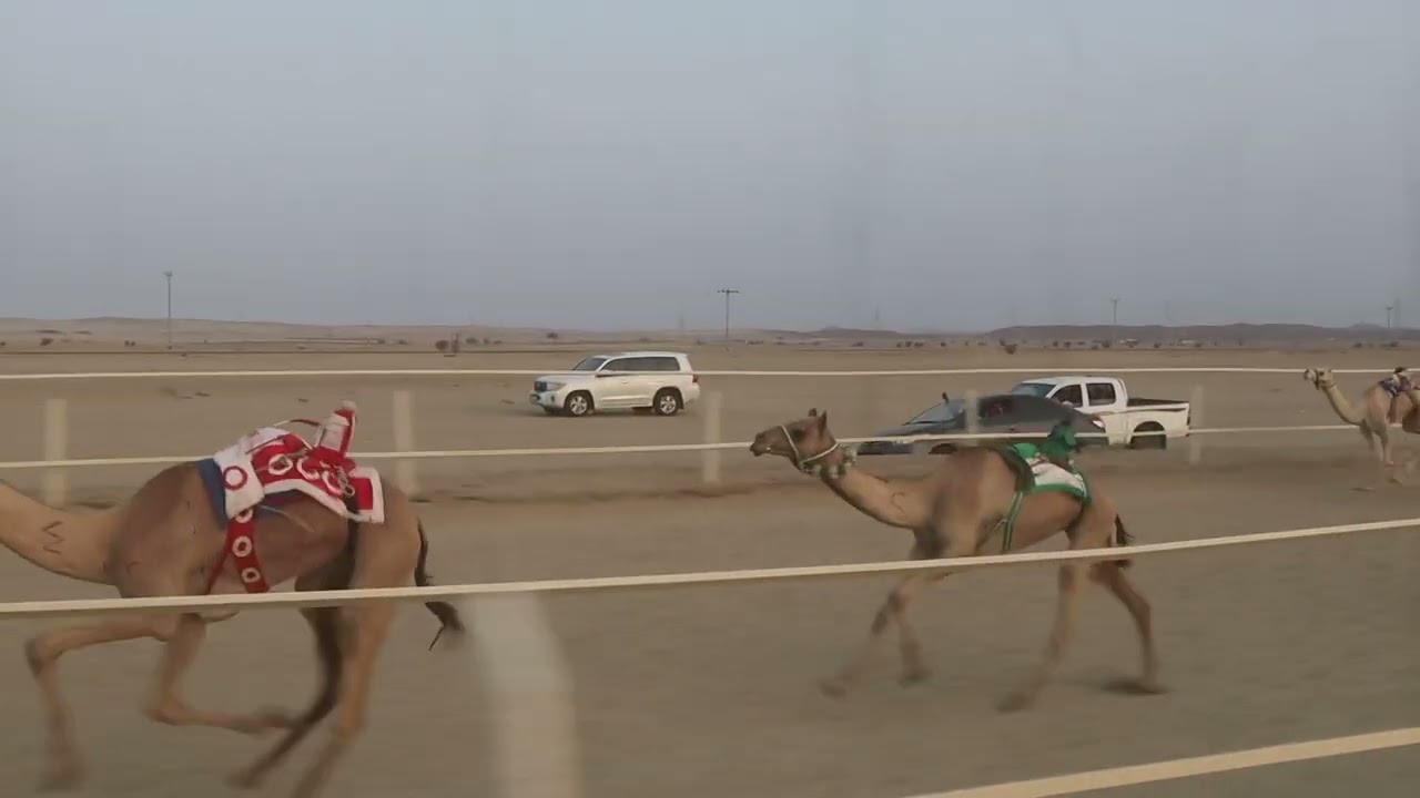 الشوط الاول بكار مفاريد 2 كلم النادره / محمد سعد الرشيدي