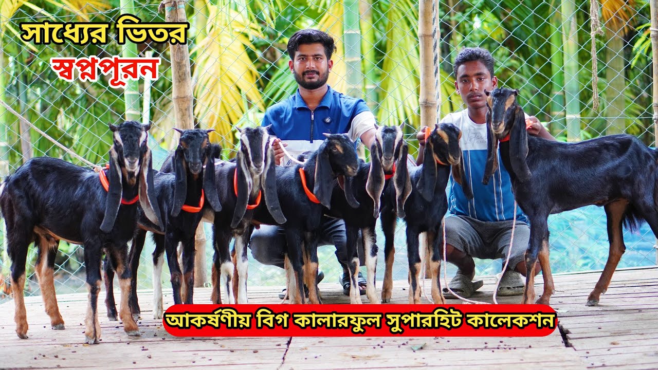 অবিশ্বাস্য সর্বনিম্ন পাইকারি রেটে আকর্ষণীয় সর্বশ্রেষ্ঠ সুপারহিট কালারফুল দুধের,গাভীন ও পাঠা কিনুন।