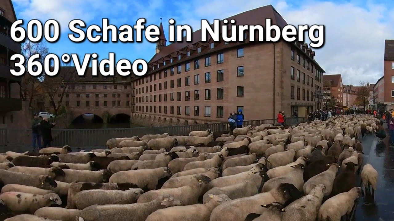 2023 - Schafe in Nürnberg - 19.11.2023 - 360° Video
