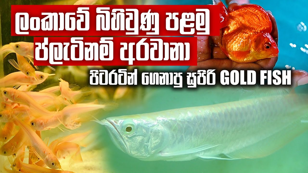 ලංකාවේ බිහිවුණු පළමු ප්ලැටිනම් අරවානා එක්ක පිටරටින් ගෙනාපු සුපිරි Gold Fish සෙට් එක | Pet Talk