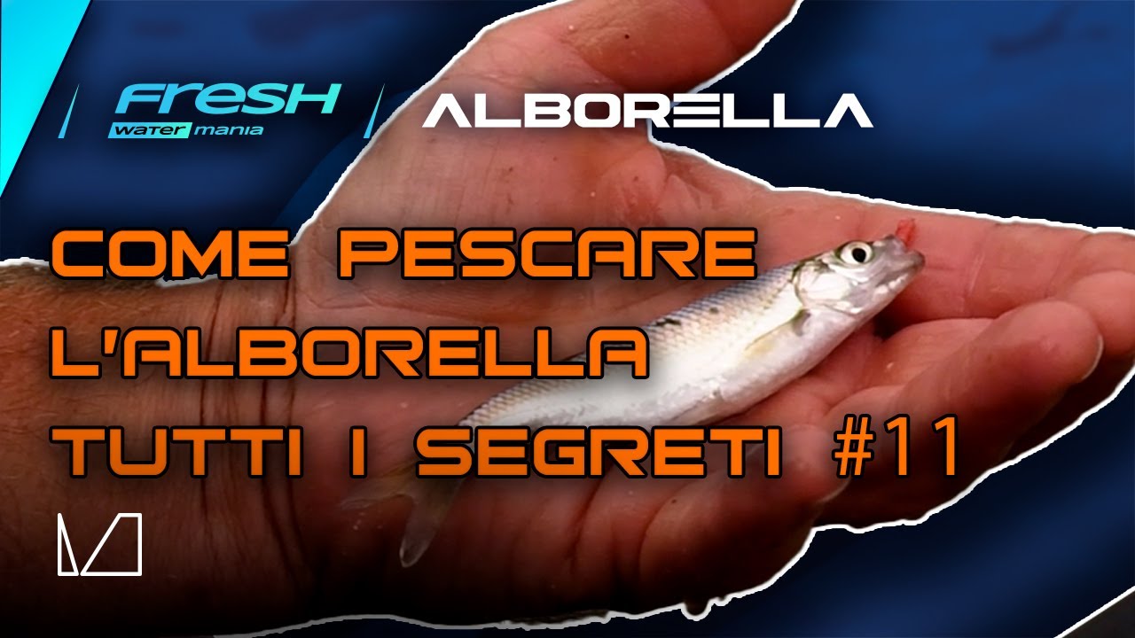 FRESH WATER MANIA - PUNTATA 11 - PASSIONE ALBORELLA