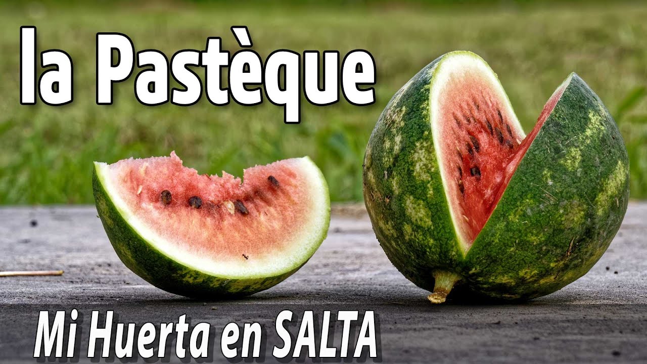 Culture de la Pastèque - plantation, entretien et récolte.