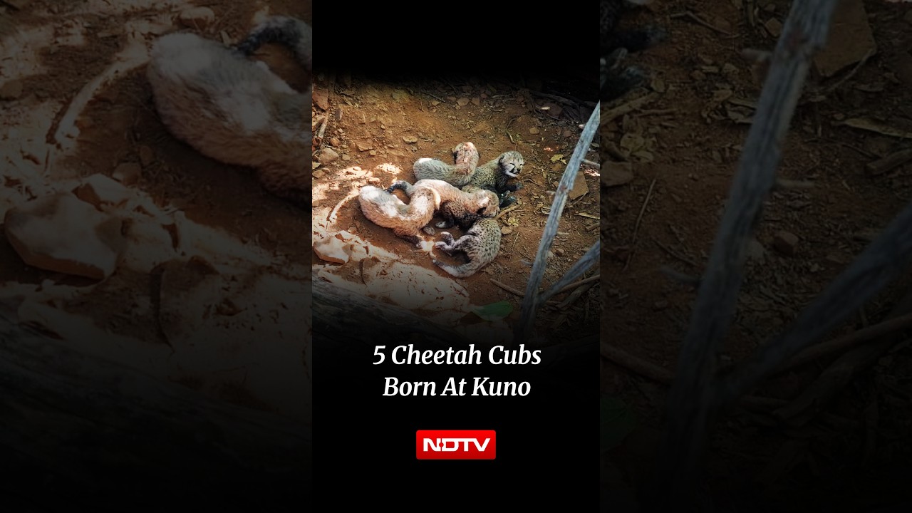 Indian-Born Cheetah Gives Birth To 5 Cubs In Madhya Pradesh's Kuno National Park