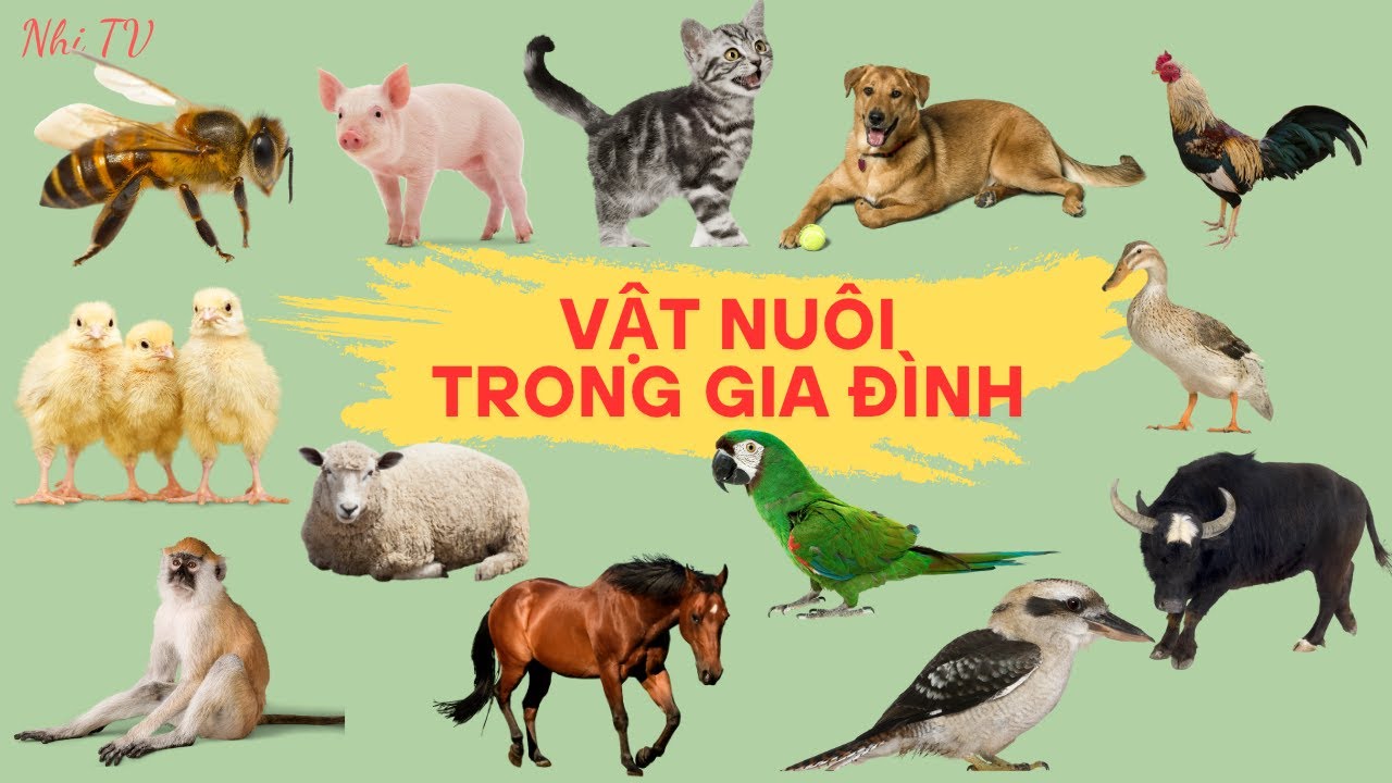 Dạy Bé Nhận Biết Các CON VẬT NUÔI TRONG GIA ĐÌNH Qua Tiếng Kêu Và Hình Ảnh Sinh Động | Nhi TV