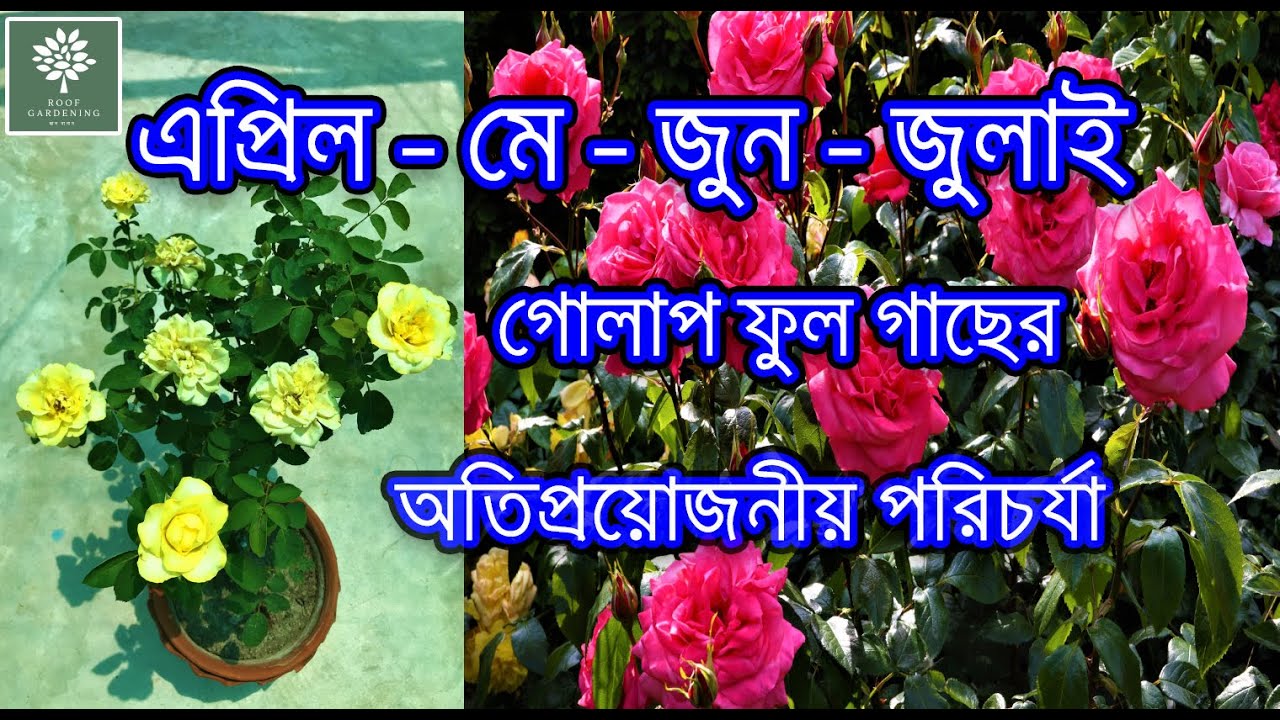 গরমে গোলাপ ফুল গাছের অতিপ্রয়োজনীয় পরিচর্যা /  Summer care of rose plants