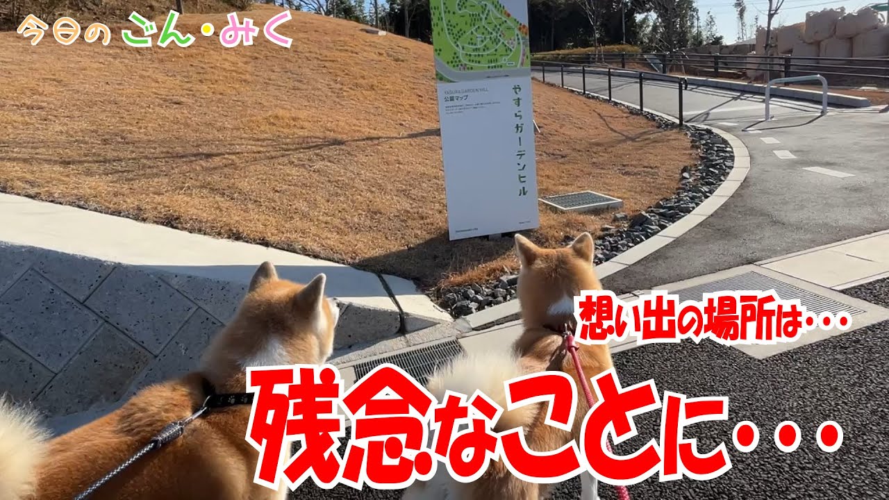 想い出の場所は･･･ 残念なことに･･･　今日のごん・みく　秋田犬【ごん・みく チャンネル】