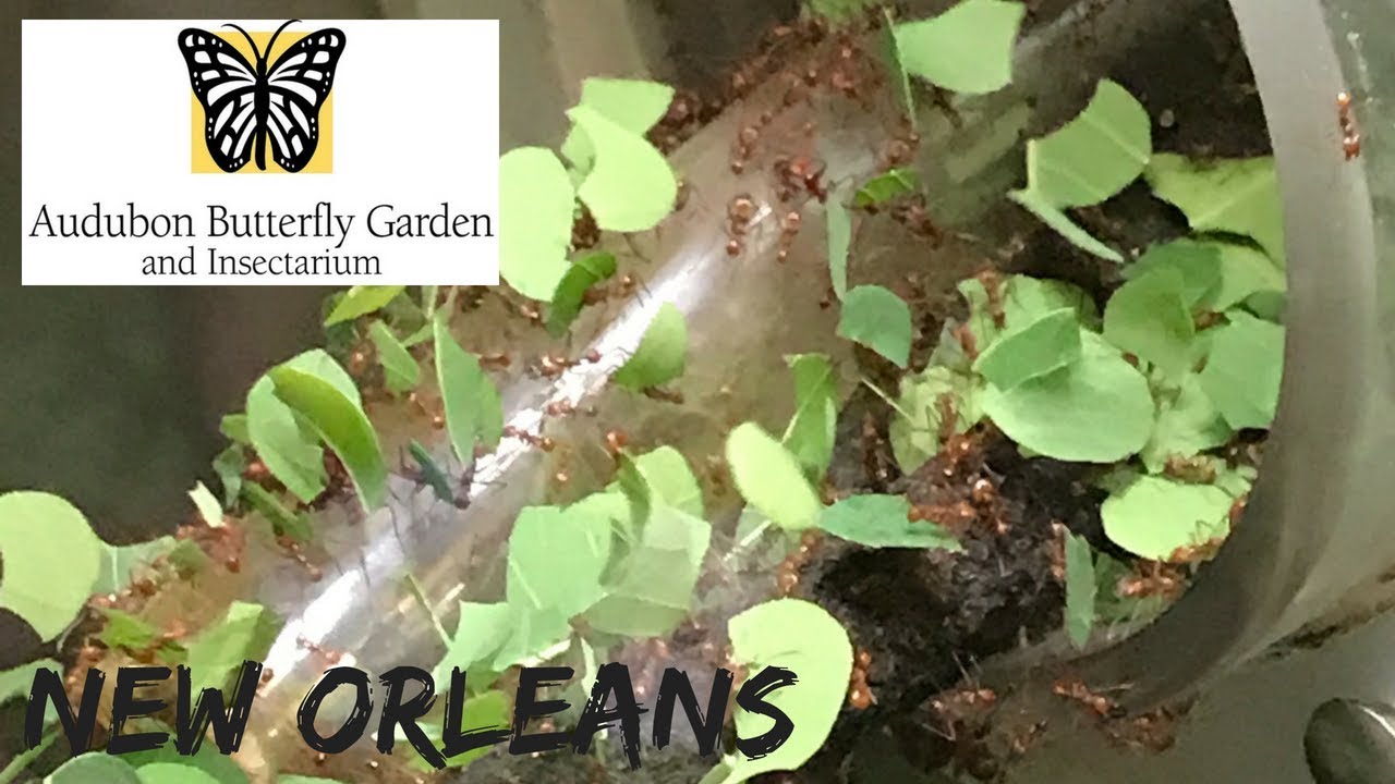 New Orleans: Audubon Butterfly Garden & Insectarium