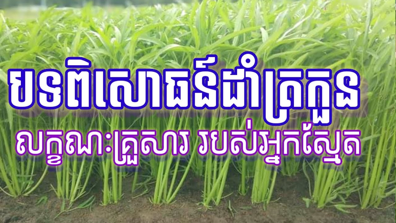 បទពិសោធន៍ដាំដុះត្រកួន លក្ខណៈគ្រួសារ