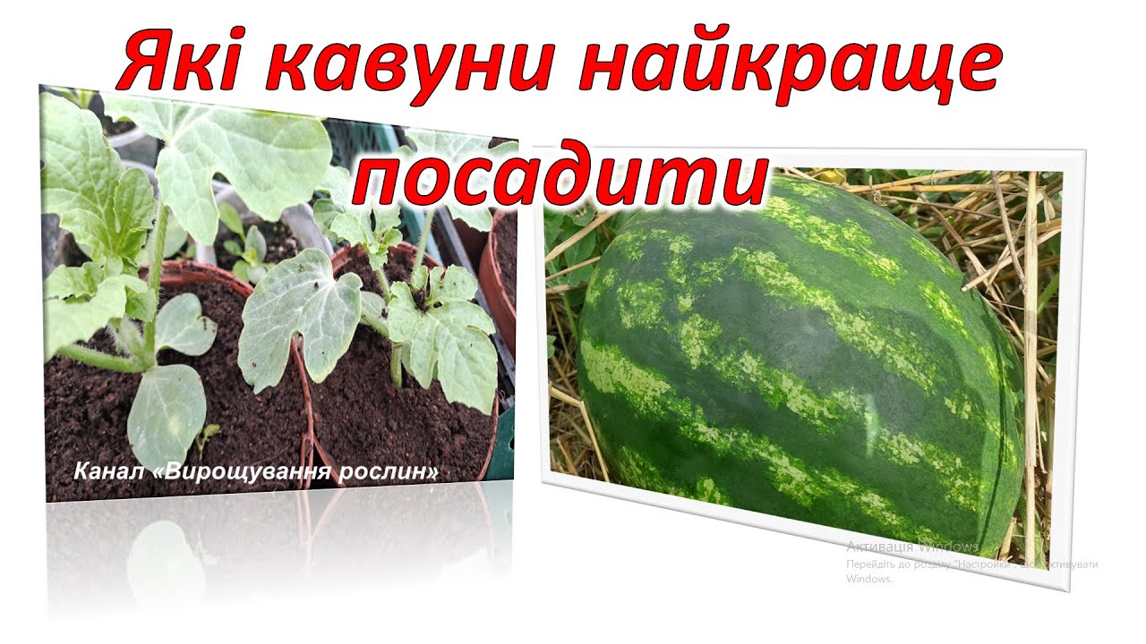 Які кавуни  посадити  для вдалого врожаю? Коли починати посів?