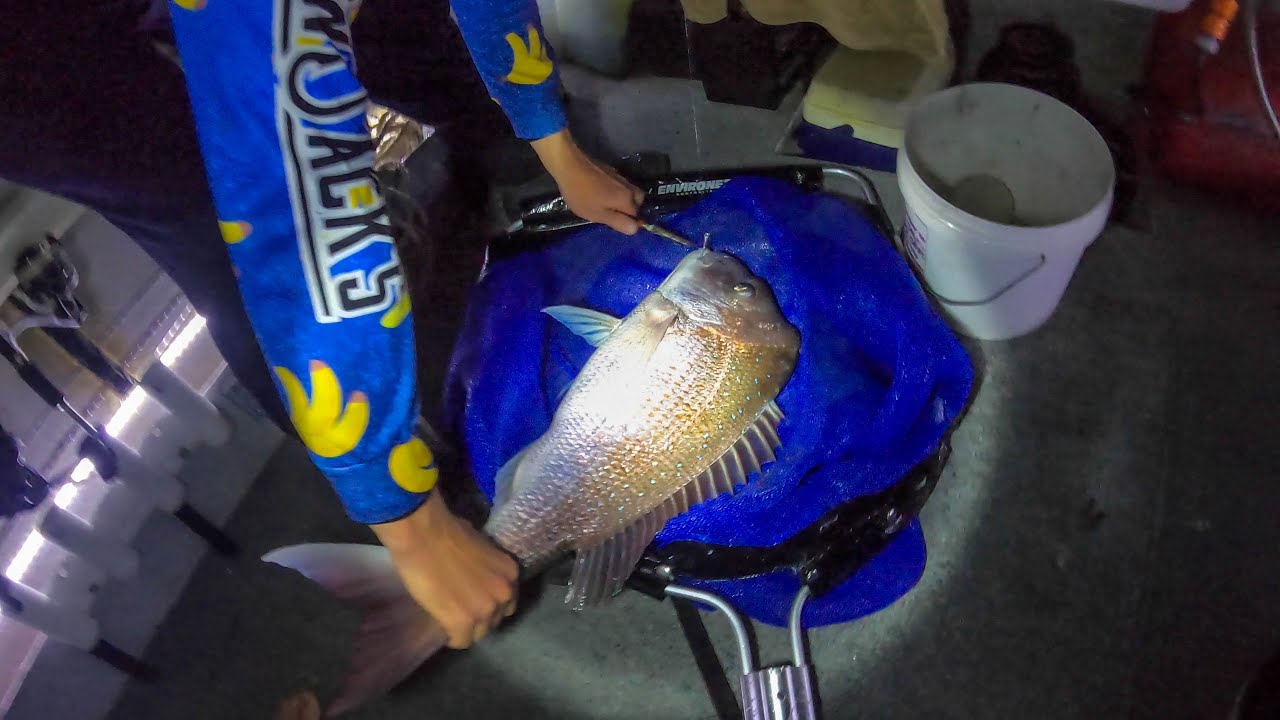 Night Fishing for Snapper | Tag and Release Inshore Fishing Australia