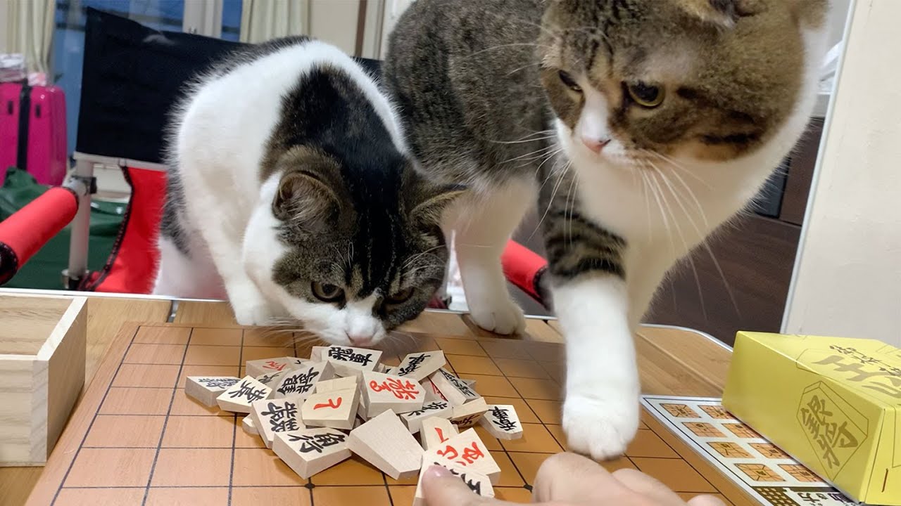 猫と将棋でガチバトルした結果が可愛すぎたwww