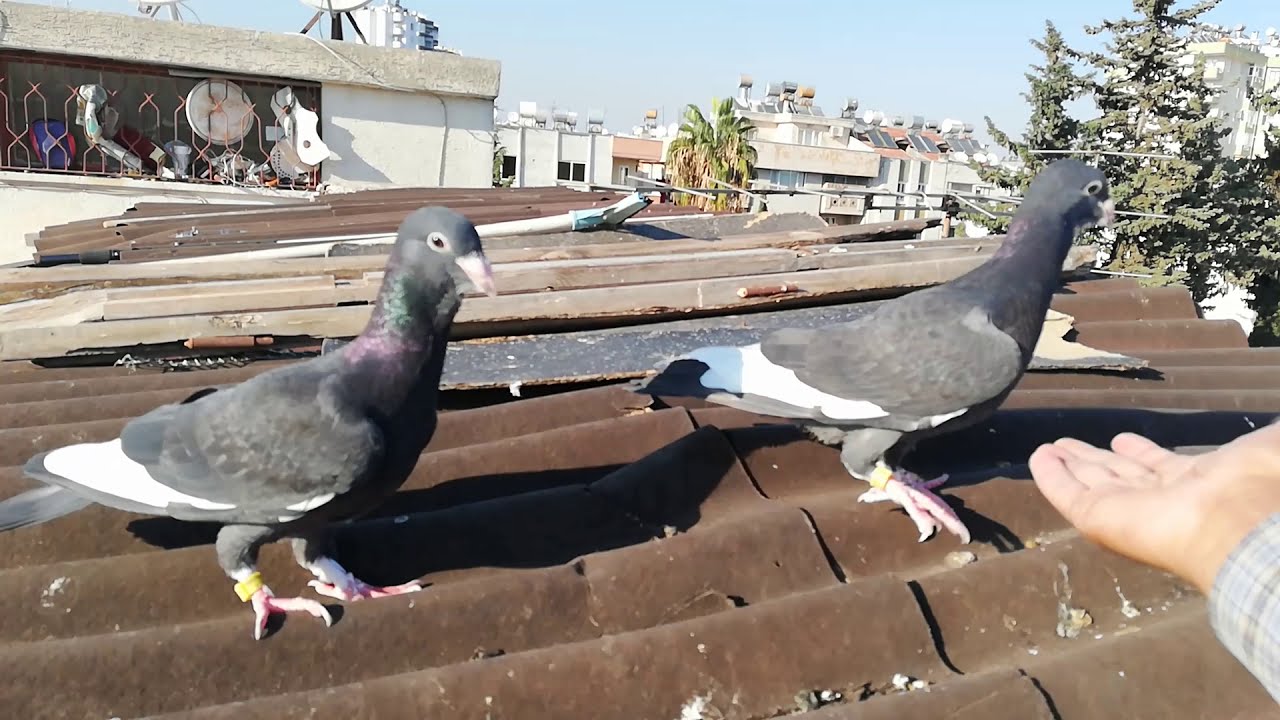 GÜVERCİN YAYRULARINDA İLK SÖKÜM AŞAMASI