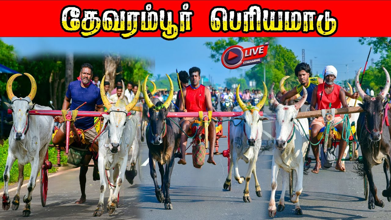⭕LIVE|பெரியமாடு தேவரம்பூர் 22,026ஆயிரம் யாருக்கு??|Thevarampur periyamaadu நேரலை 2026