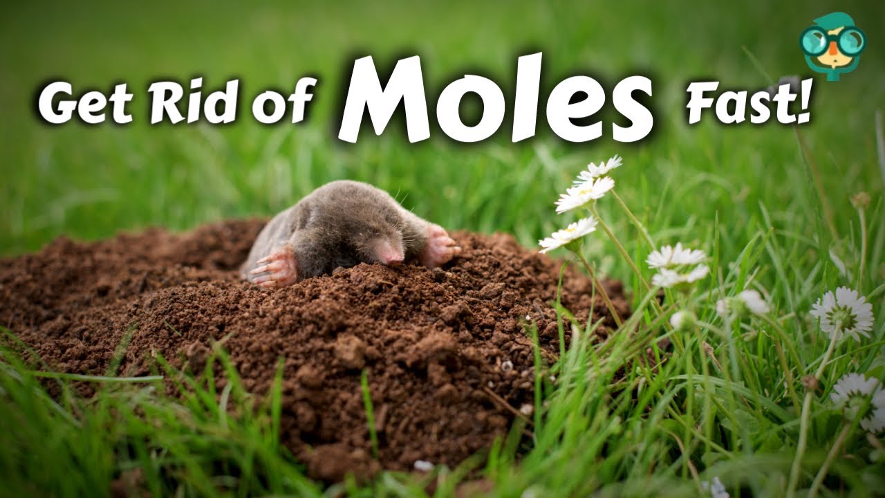 How to Catch Moles in Your Yard | How Do I Get Rid of Garden Moles | Effective Mole Trapping Hacks!!