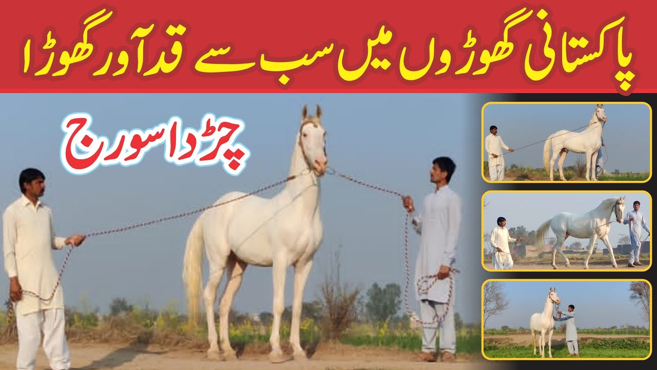 Most Famous & Best Breeder of Pakistan is چڑدا سورج