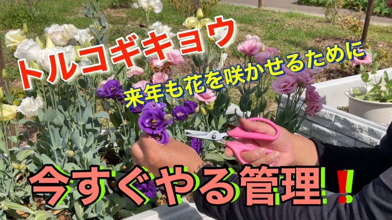 トルコギキョウ　来年も花を咲かせるために！今すぐやる管理！！