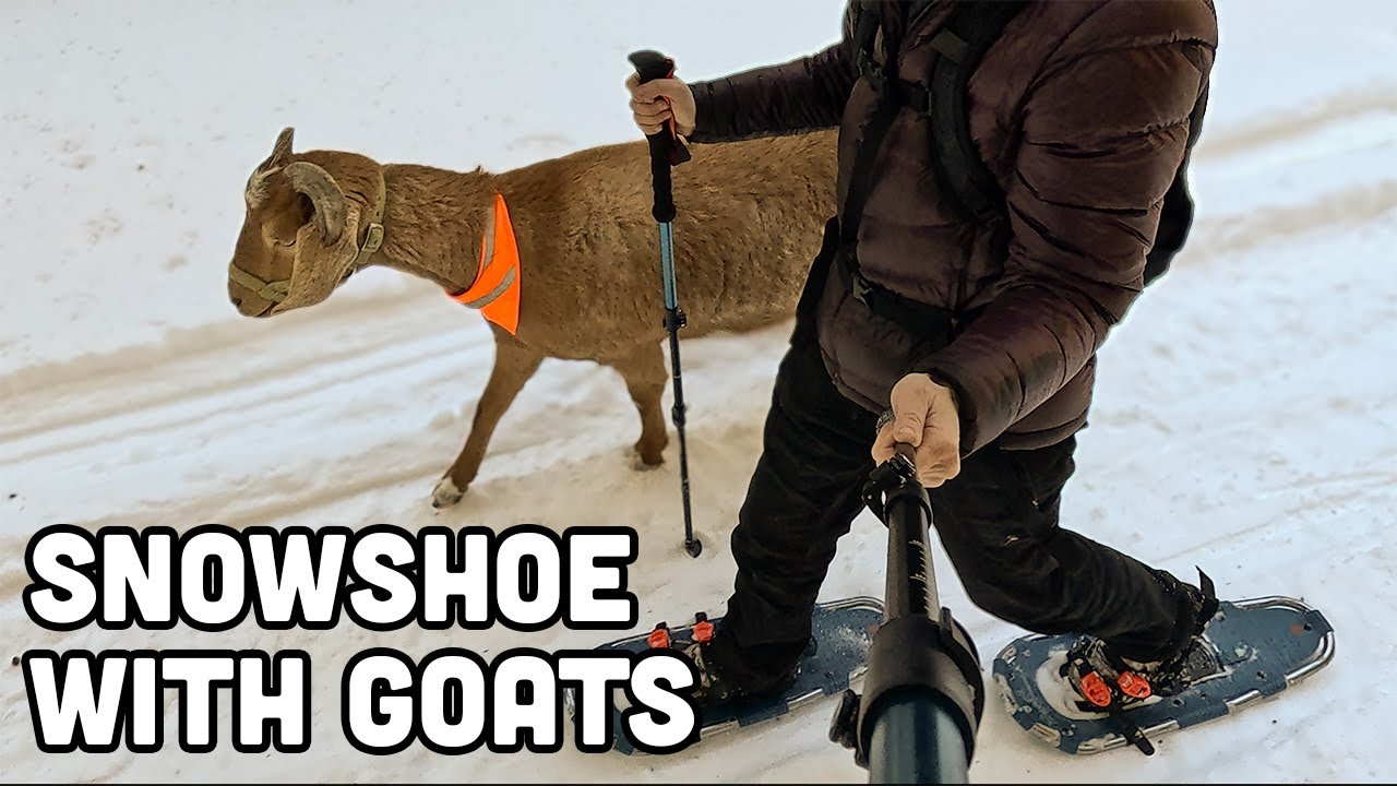 Snowshoeing with Goats | Retrospec Drifter Snowshoes from Amazon