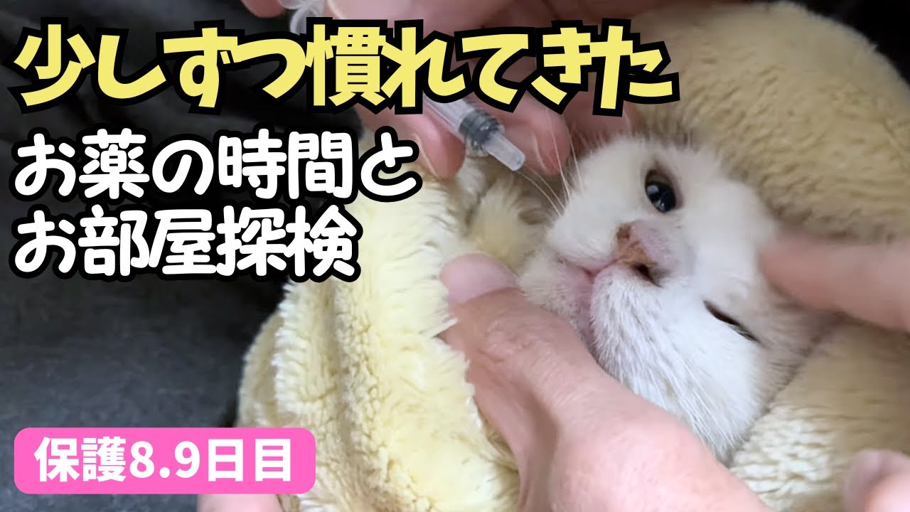 FeLV（猫白血病）陽性の保護猫、ケージの外探検　お薬も慣れてきた｜よつばの記録【保護8・9日目】