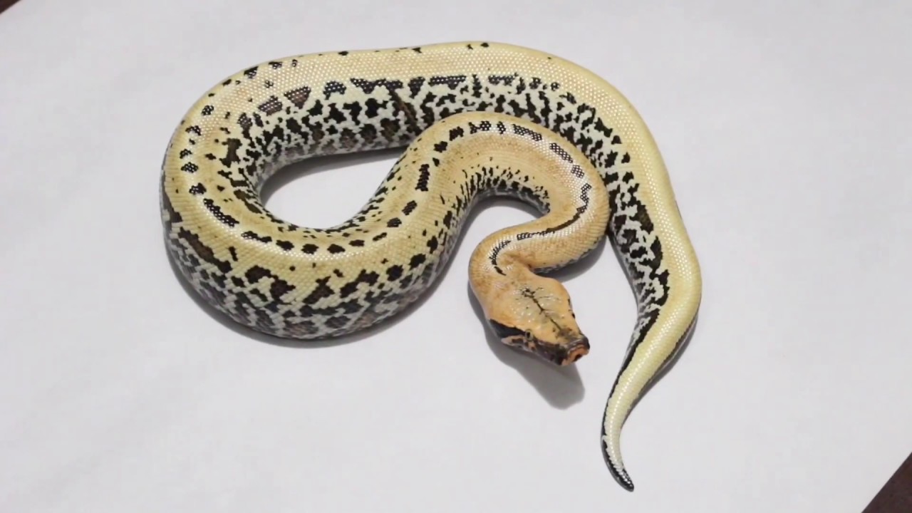 Blood Python Morphs VS Ball Python Morphs!