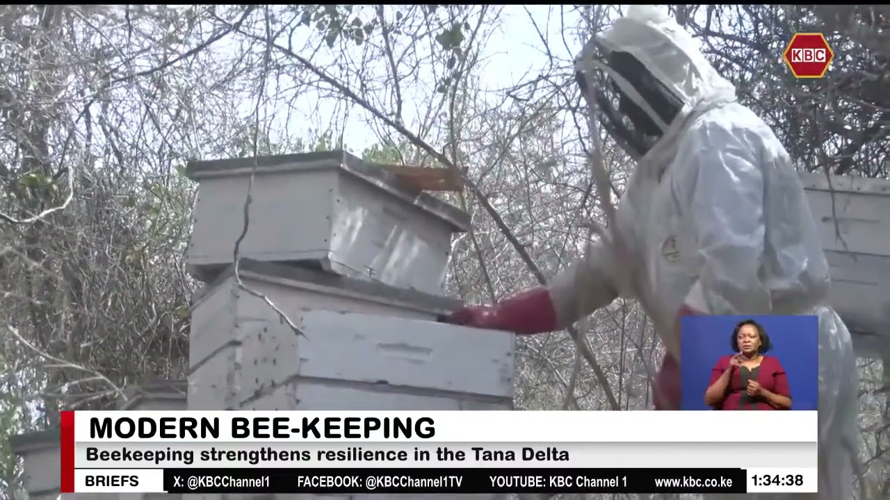 Beekeepers in the Tana Delta shift to commercial production