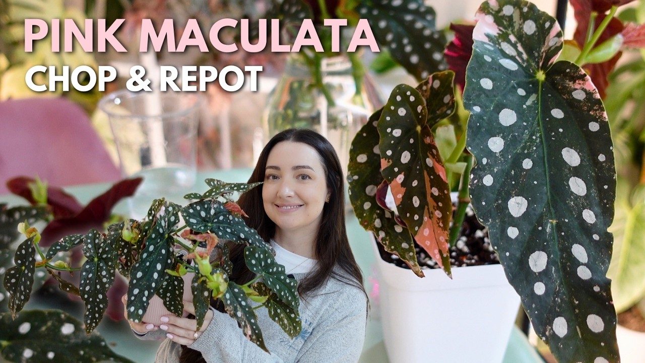 Pink Variegated Begonia Maculata Propagate & Repot 🩷🌿✂️