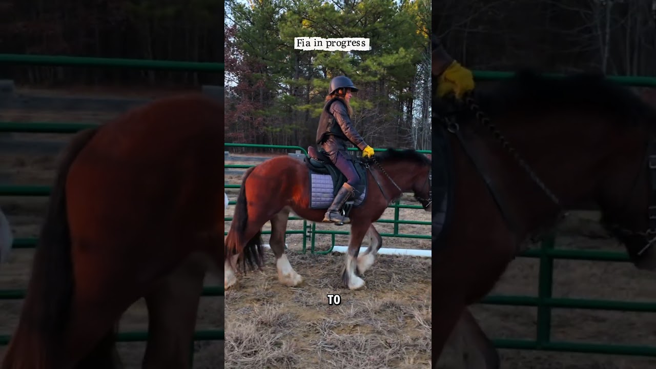 Training for Fia #gypsyvanner #horseriding #horsetraining #equestrian #equestrianjourney #horsevlog