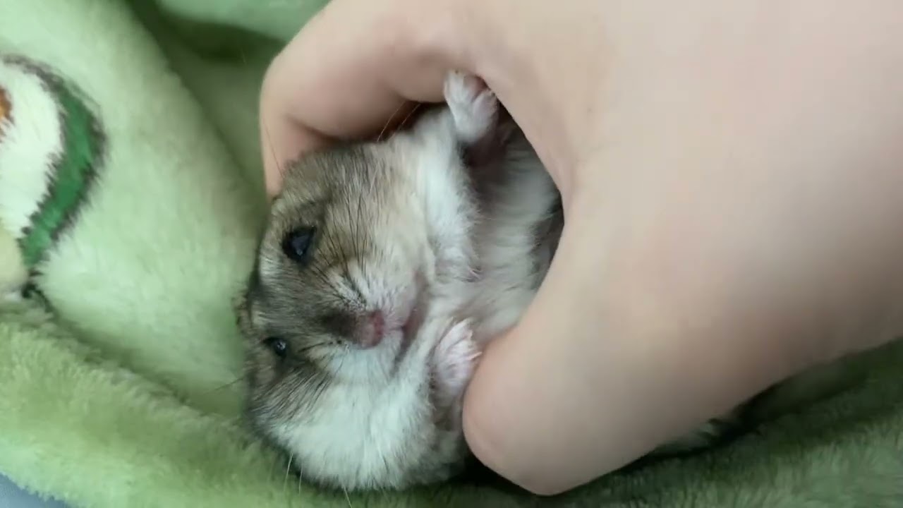 손이아닌 발로 미는 덕팔