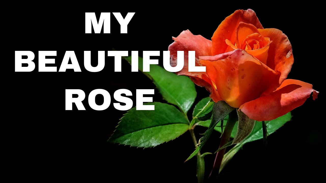 A Love Poem For My Beautiful Rose