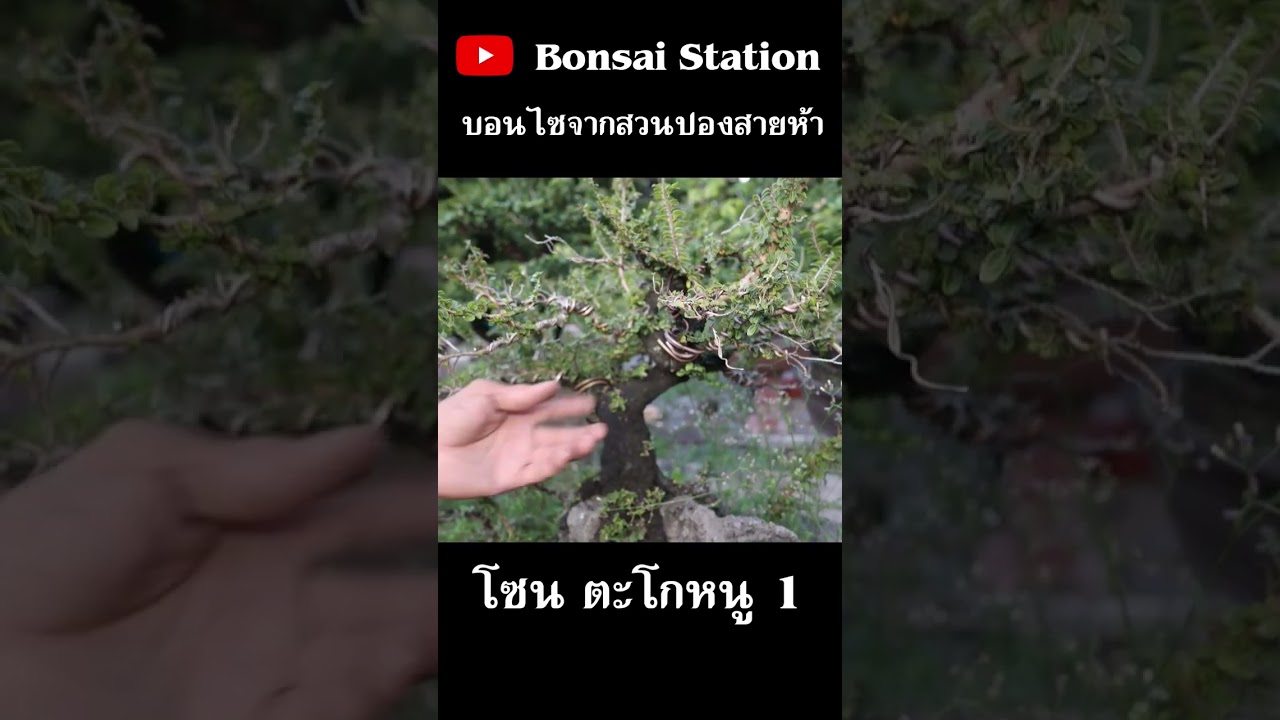 โซนตะโกหนู สวนปองสายห้า #bonsaithai #บอนไซไทย #bonsai #บอนไซ #สวนบอนไซ #bonsaigarden